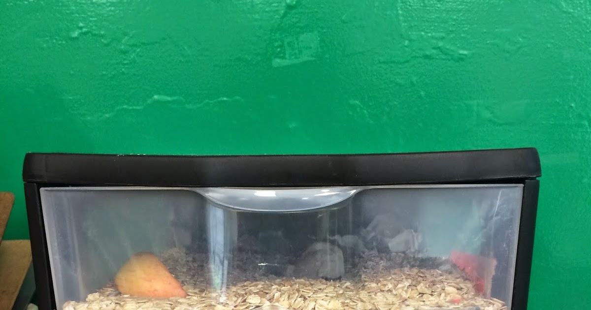 Miss Stetson's Classroom Mealworm Habitat for FOSS Science Kit