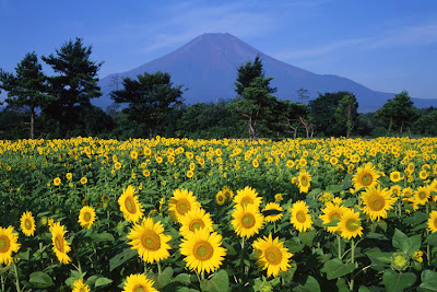 Cảnh Đẹp 4 Mùa ở Núi Phú Sĩ Nui+phu+si+mua+he.1
