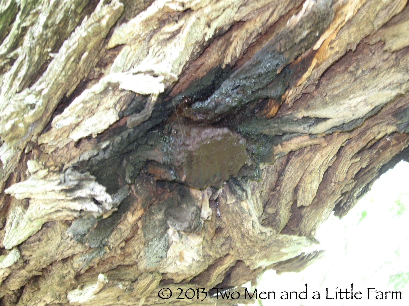 Two Men and a Little Farm MESQUITE TREE LEAKING