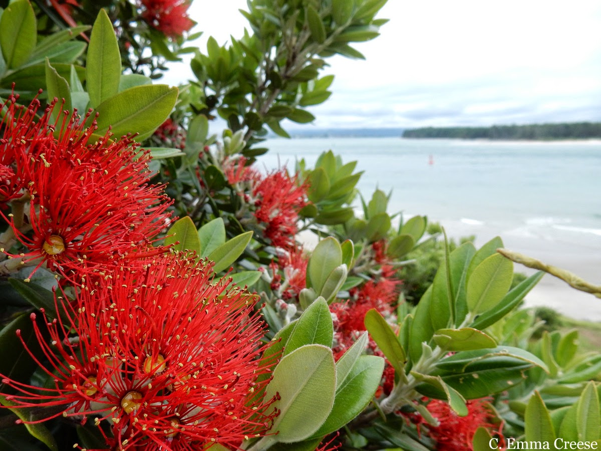 A Kiwi Christmas feat. Mount Maunganui and pies - Adventures of a