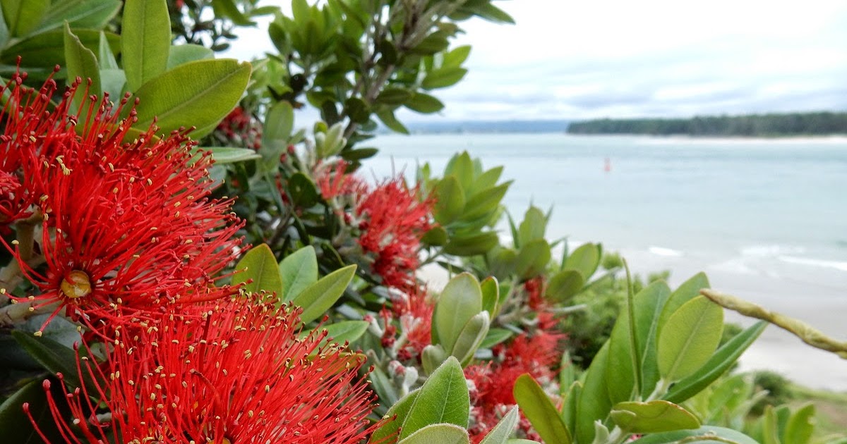 A Kiwi Christmas feat. Mount Maunganui and pies Adventures of a