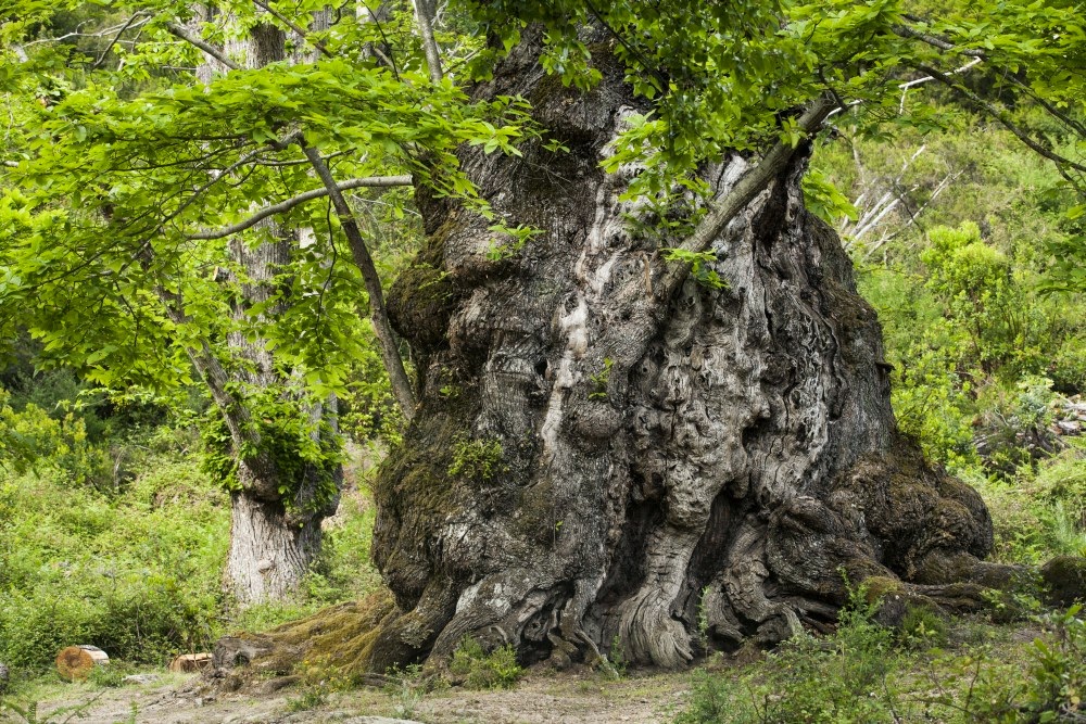 L'ARBRE DE L'ANNEE EST UN CHÂTAIGNER CORSE