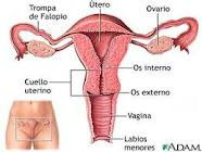 sistema reproducto femenino