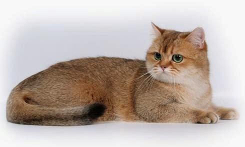 Азиатская табби Азиатская табби