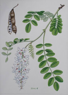 Fehér akác-Robinia pseudoacacia, Japánakác-Sophora japonica, Gyalogakác-Amorpha fruticosa