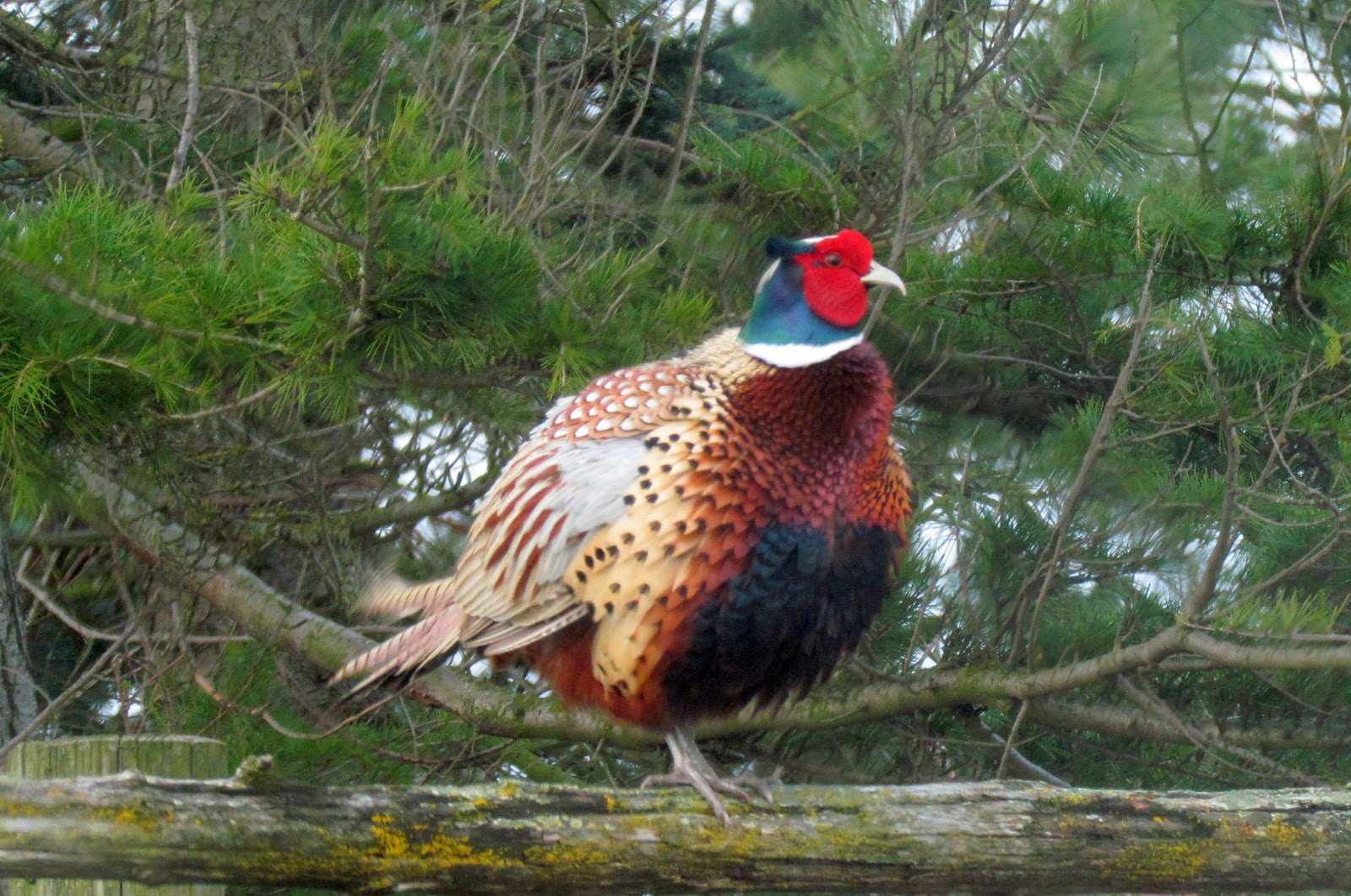 Scene Through My Eyes Weekly Top Shot Pheasant