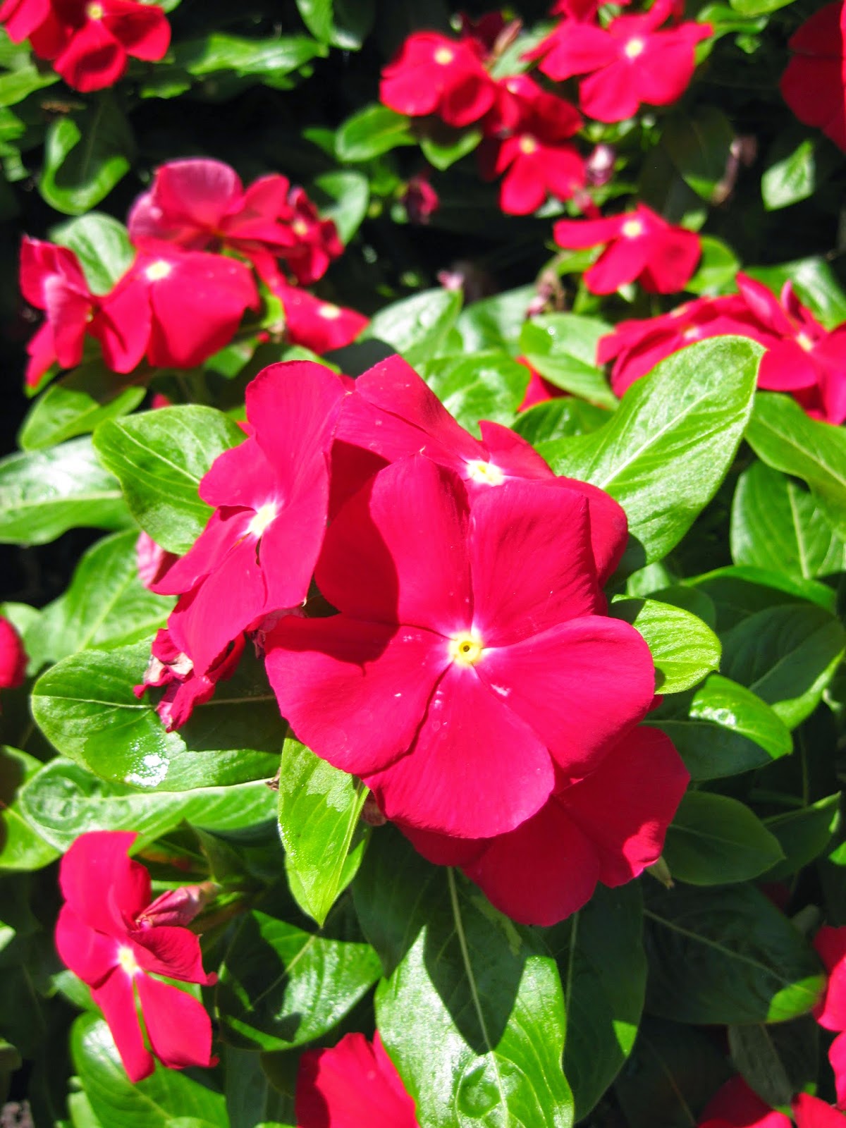 Annual Vinca (Catharanthus roseus) Rotary Botanical Gardens