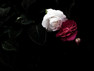 flowers for flower lovers.: Flowers wallpapers beautiful roses backgrounds.