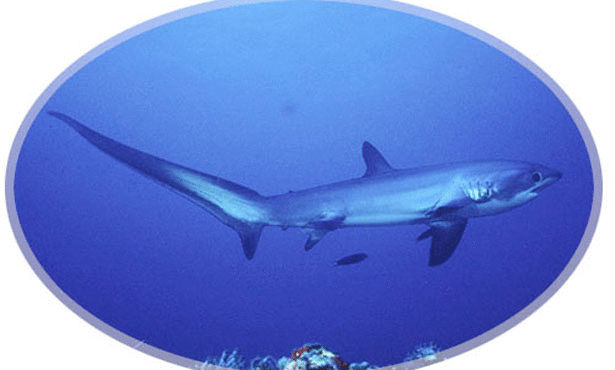 أغرب عشر سمكات قرش في العالم Thresher+shark