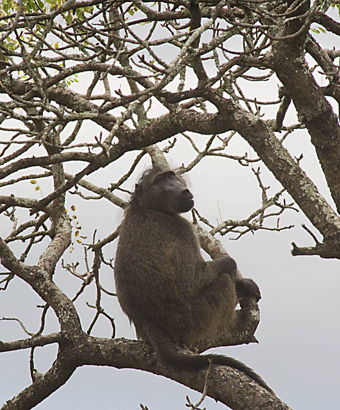 Baboon Tree