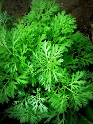 Remedios Naturales El ajenjo