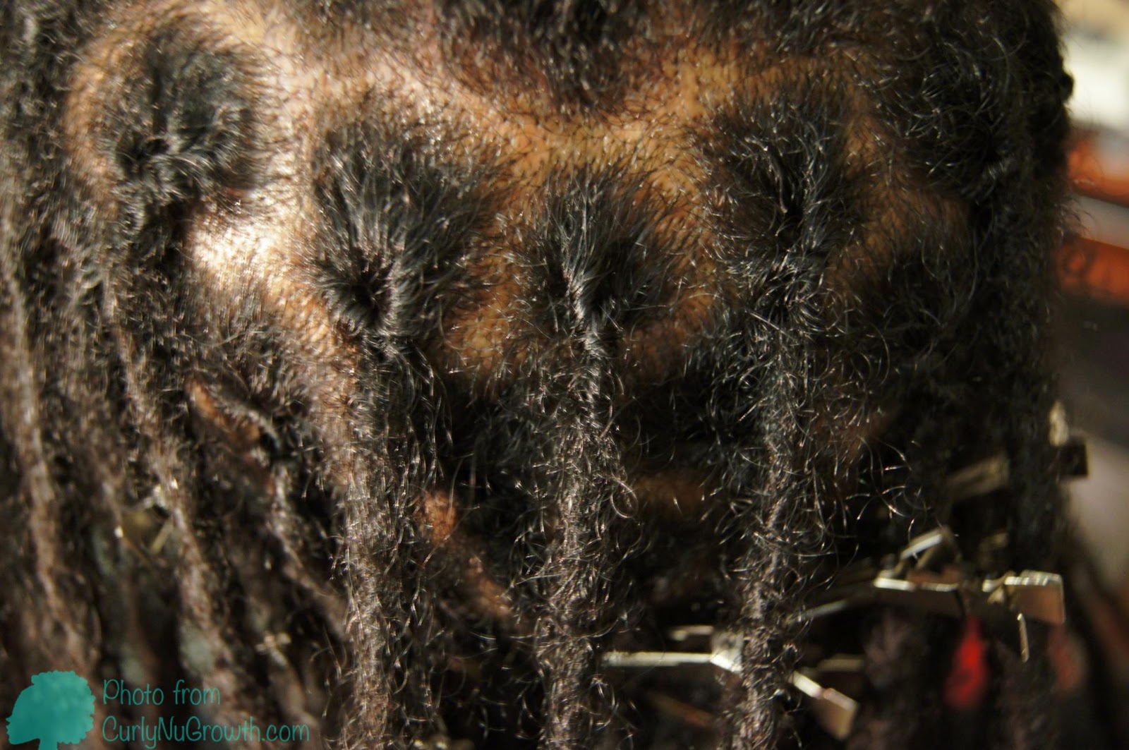CurlyNuGrowth it begins hair. Interlocking LocsMyths' Traditional Locs