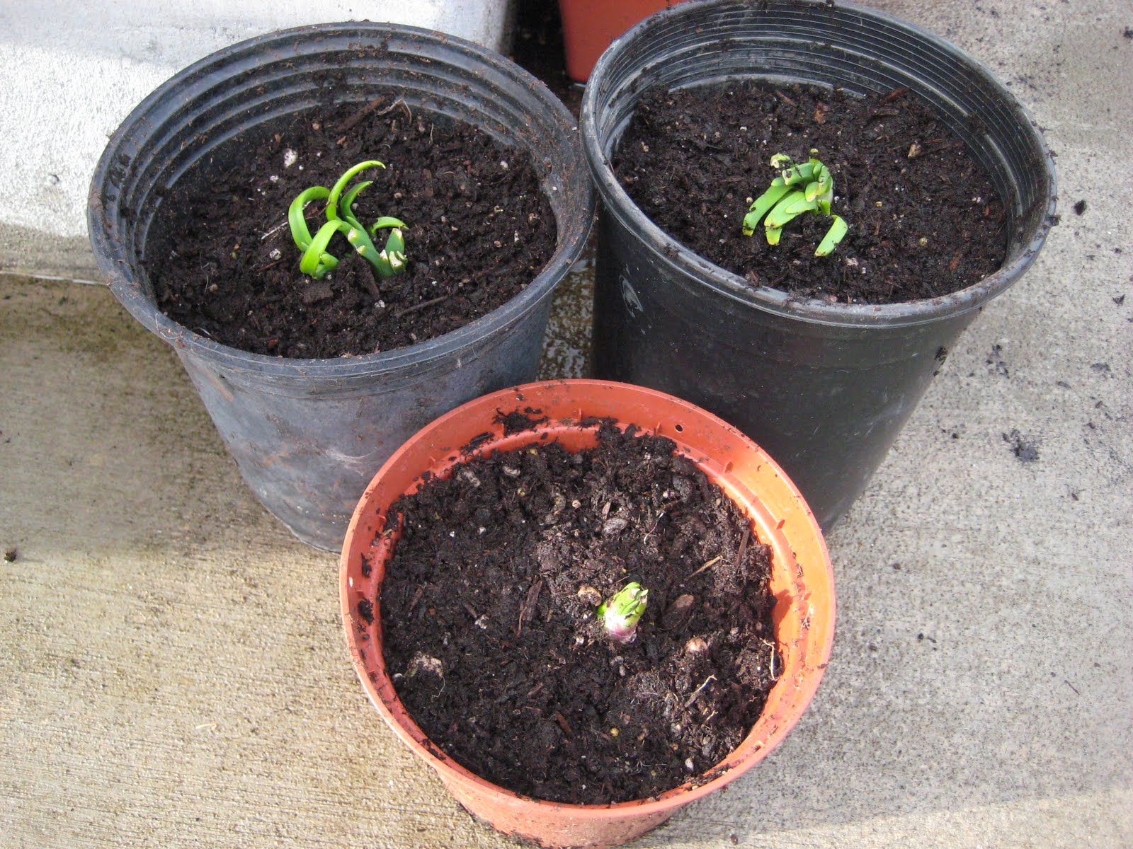 Anktangle Growing Sprouted Onions