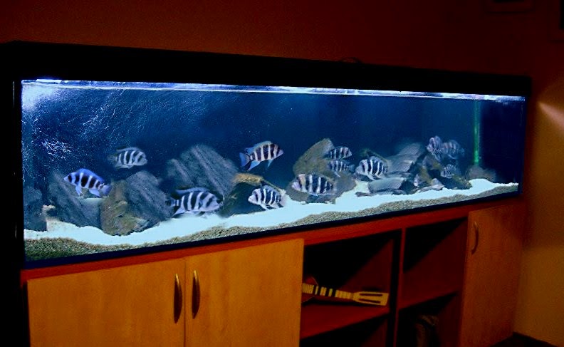Aquatic Wonders Google
