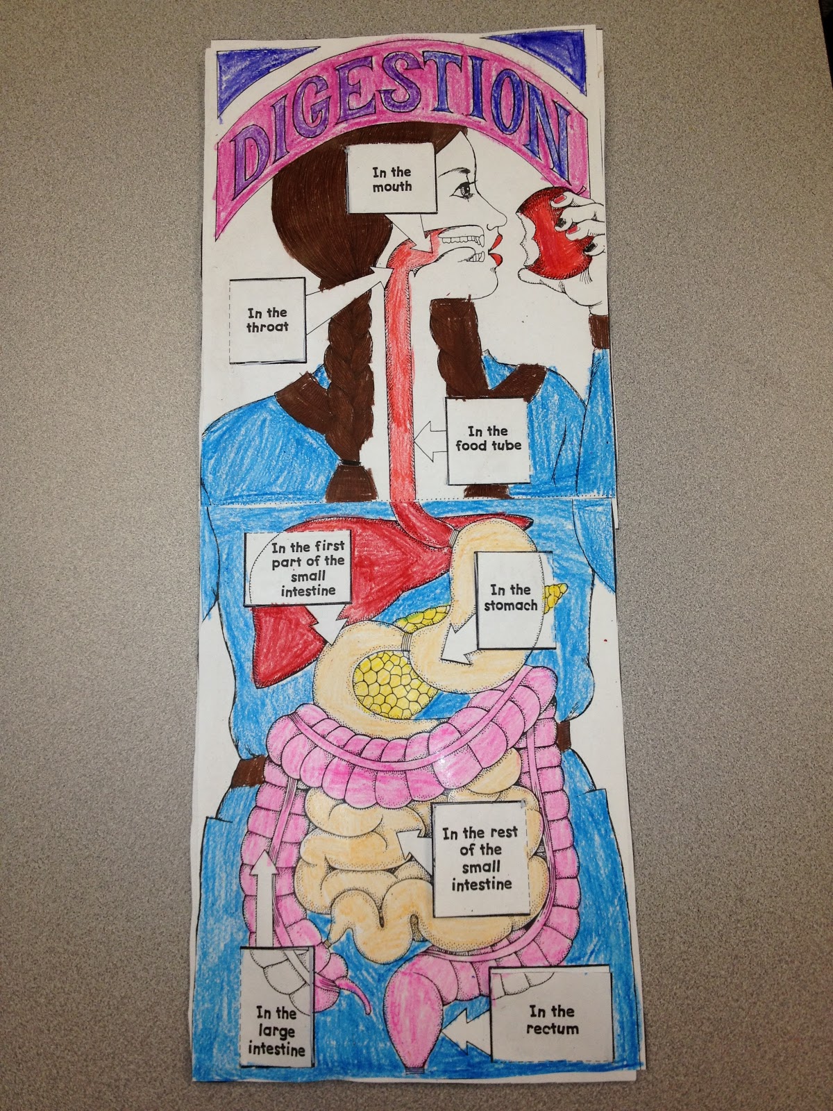 East Dragon Den: Digestive System