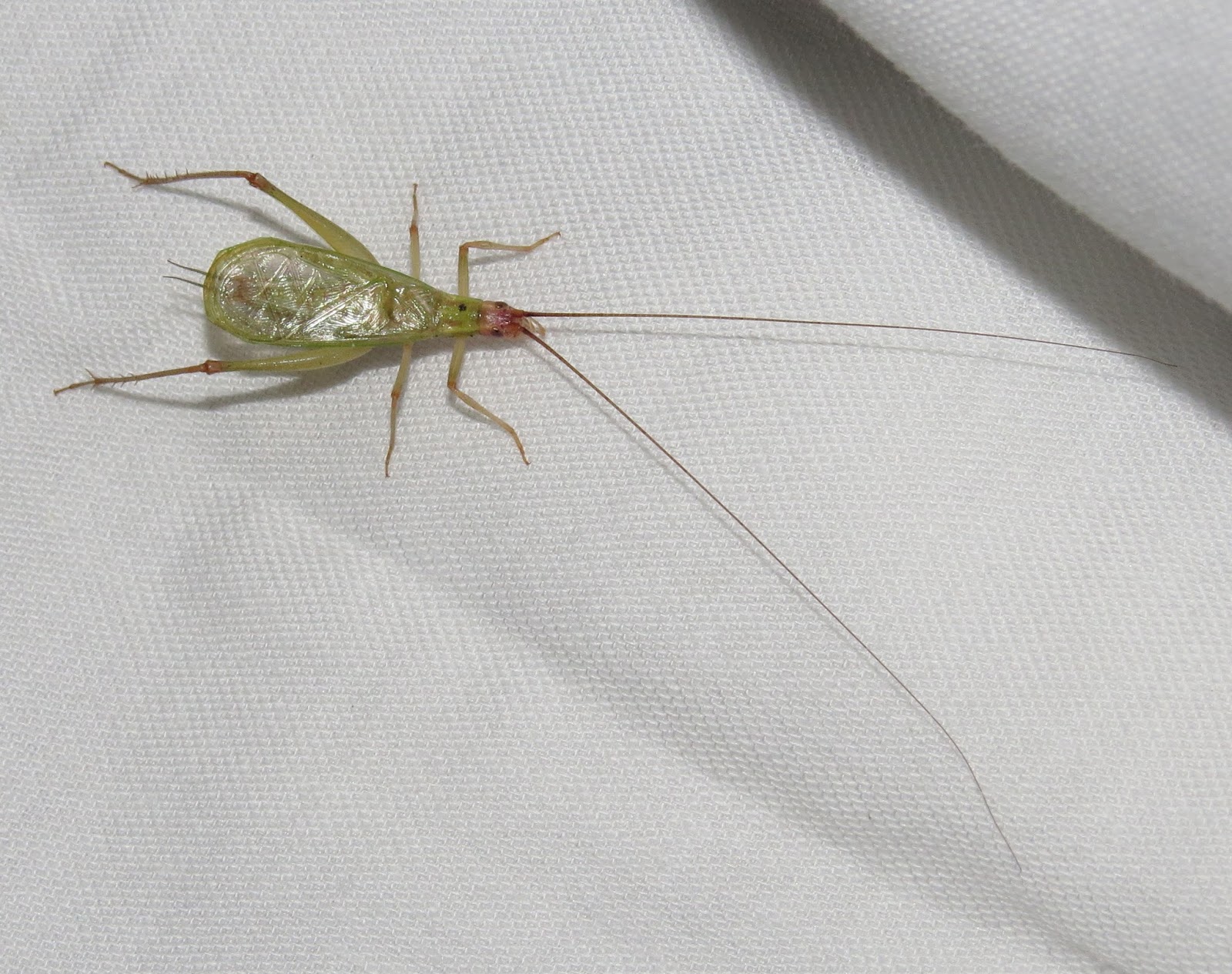 Bug Eric New Mexico Night Bugs