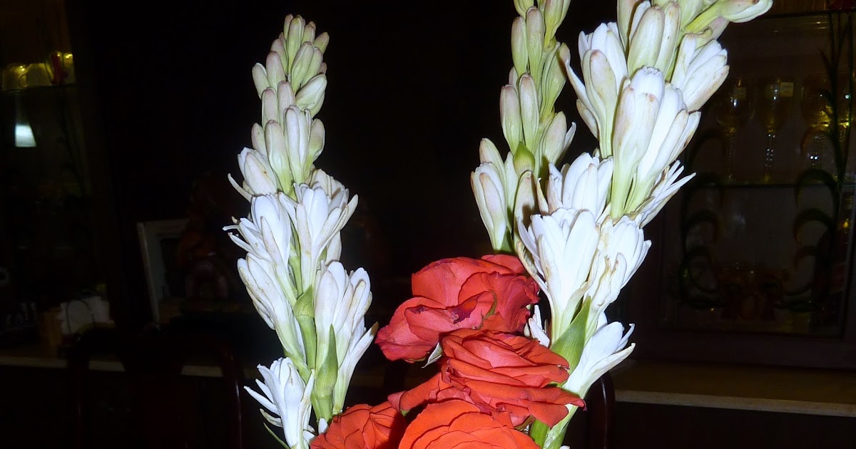 Aroma Of Tube Rose At Home