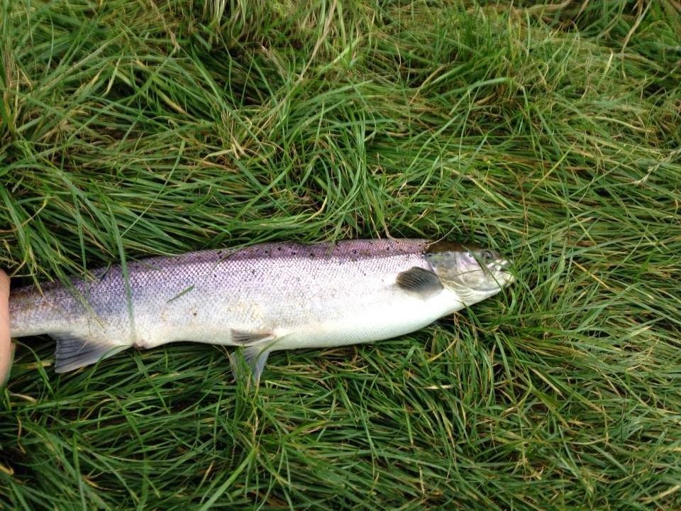 Dee & Don Salmon Fishing 5lb Grilse From The River Don Tonight