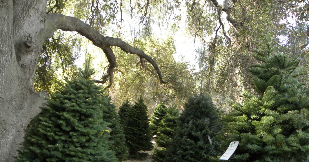Wickerd Farm Christmas Tree Lot Opens Nov 28 Menifee 24/7