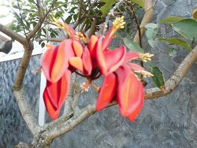 Dadap Red Flower