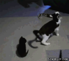 cat-excited-2.gif