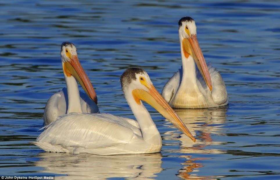 article-2518645-19DC1B0400000578-224_964