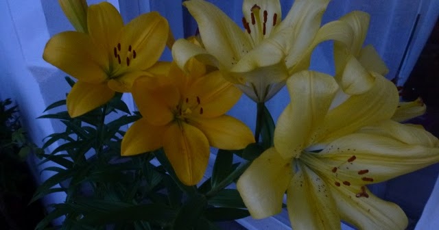 Britta S Happiness Of The Day The Night Flower Die Nachtblume