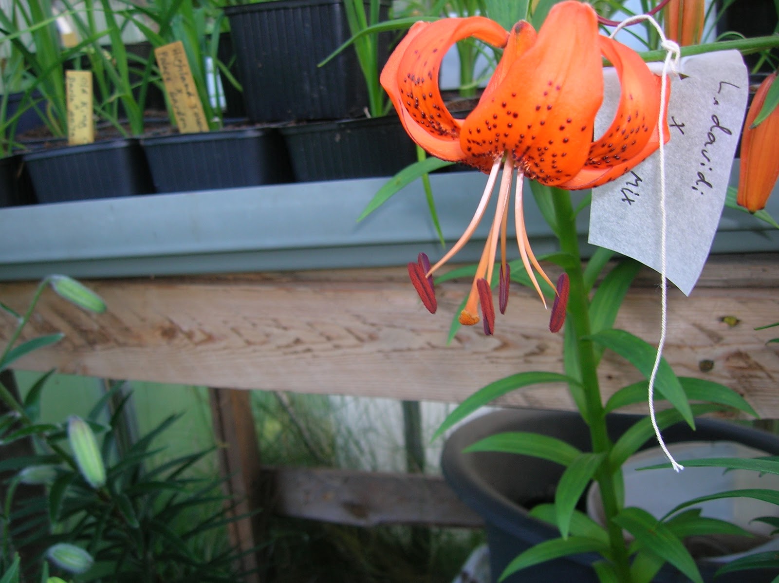 Hermansens lily growing How to pollinate a lily