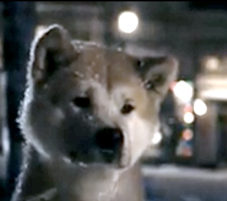 Hachiko!!!