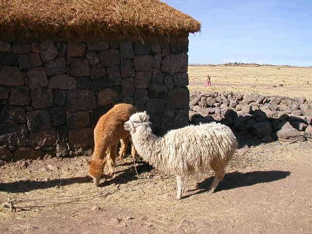 LLAMA FIBRA llama fibra: