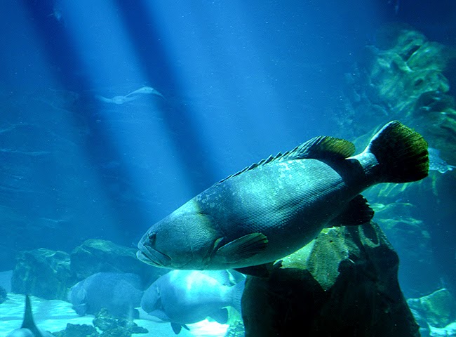Swim with Gentle Giants, Grouper, Georgia Aquarium