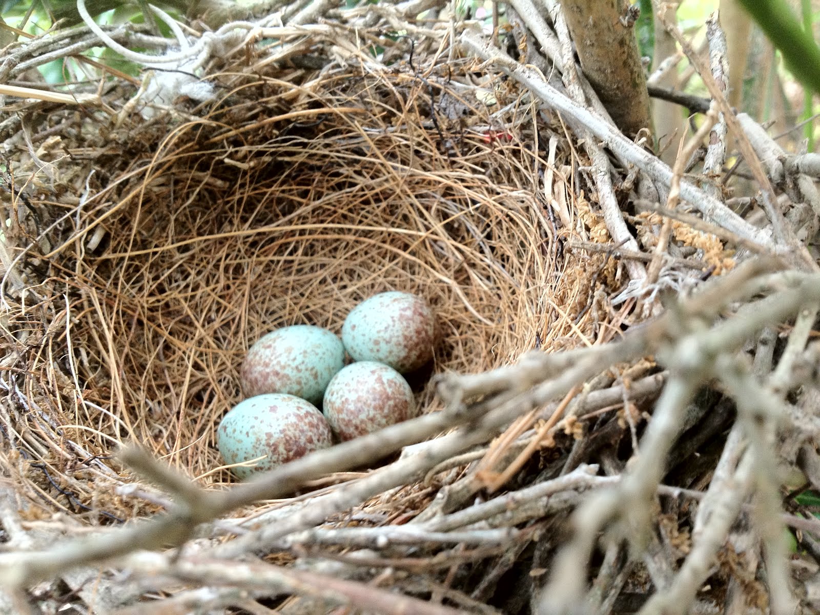 Living Life with Leya Bird's Nest