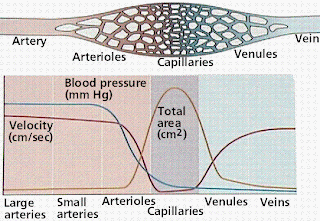 Arteries, veins and capillaries | 11 ATAR Human Biology