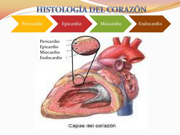 Apuntes Med Corazon Resumen Del Libro De Texto Keith Moore Pags
