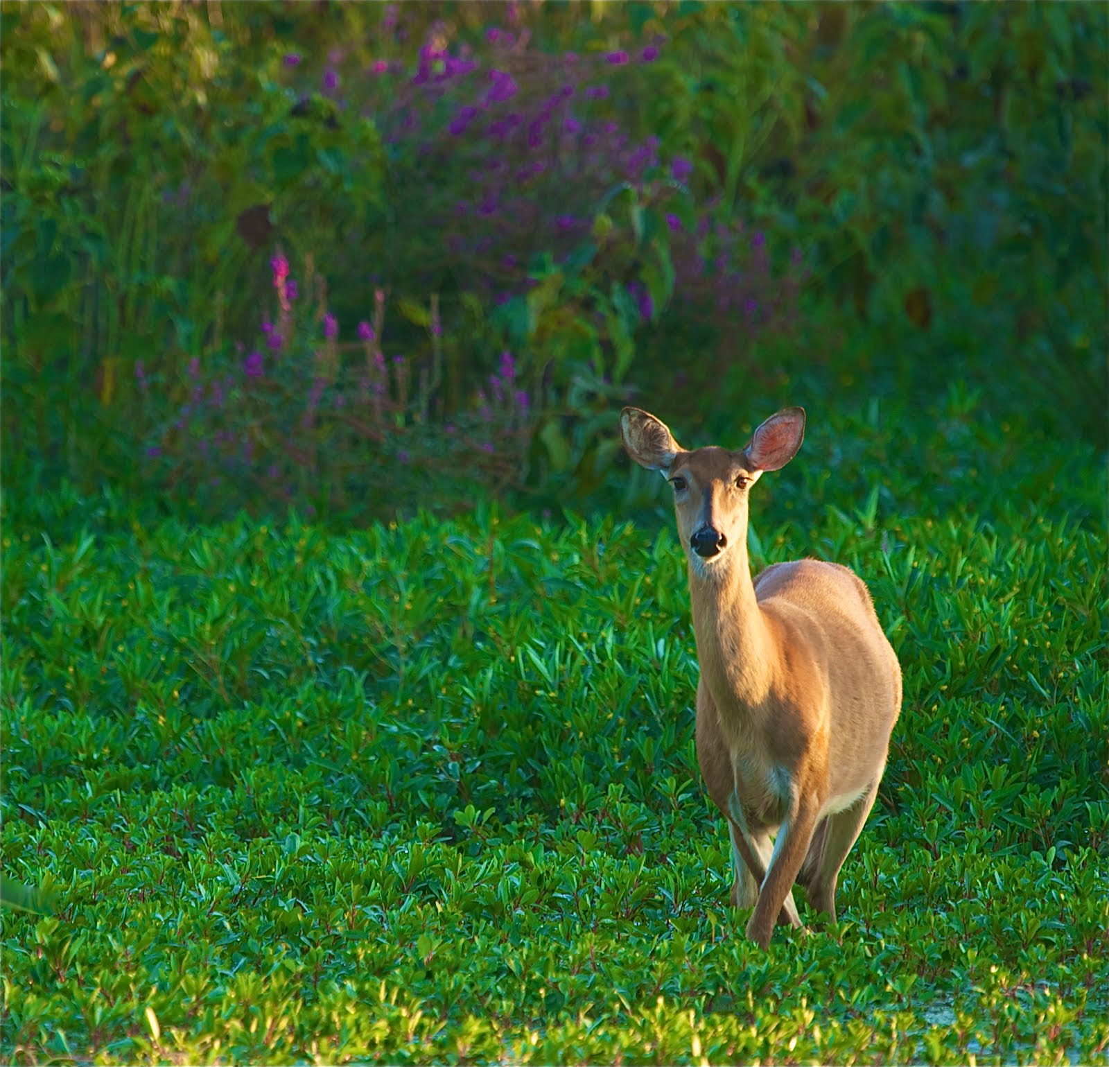 Back in the U.S.A. Deer and Wildflowers at John Heinz