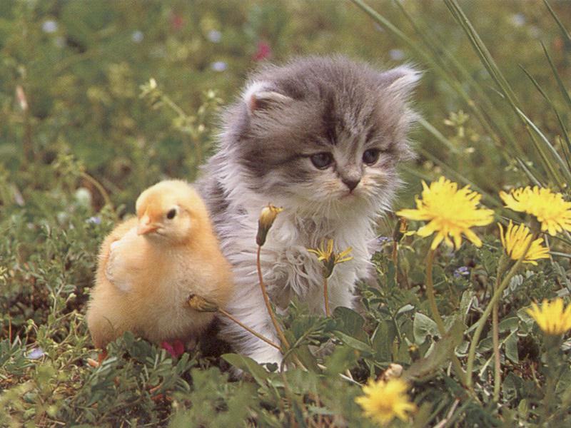Sevimli Civciv Resimleri HD Chick Wallpapers Duvar Kağıtlar Kaliteli Sevimli Civciv Resimleri HD Chick Wallpapers Duvar Kağıtlar Kaliteli