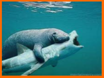 How Do Manatees Drink Water How Do Manatees Drink Water