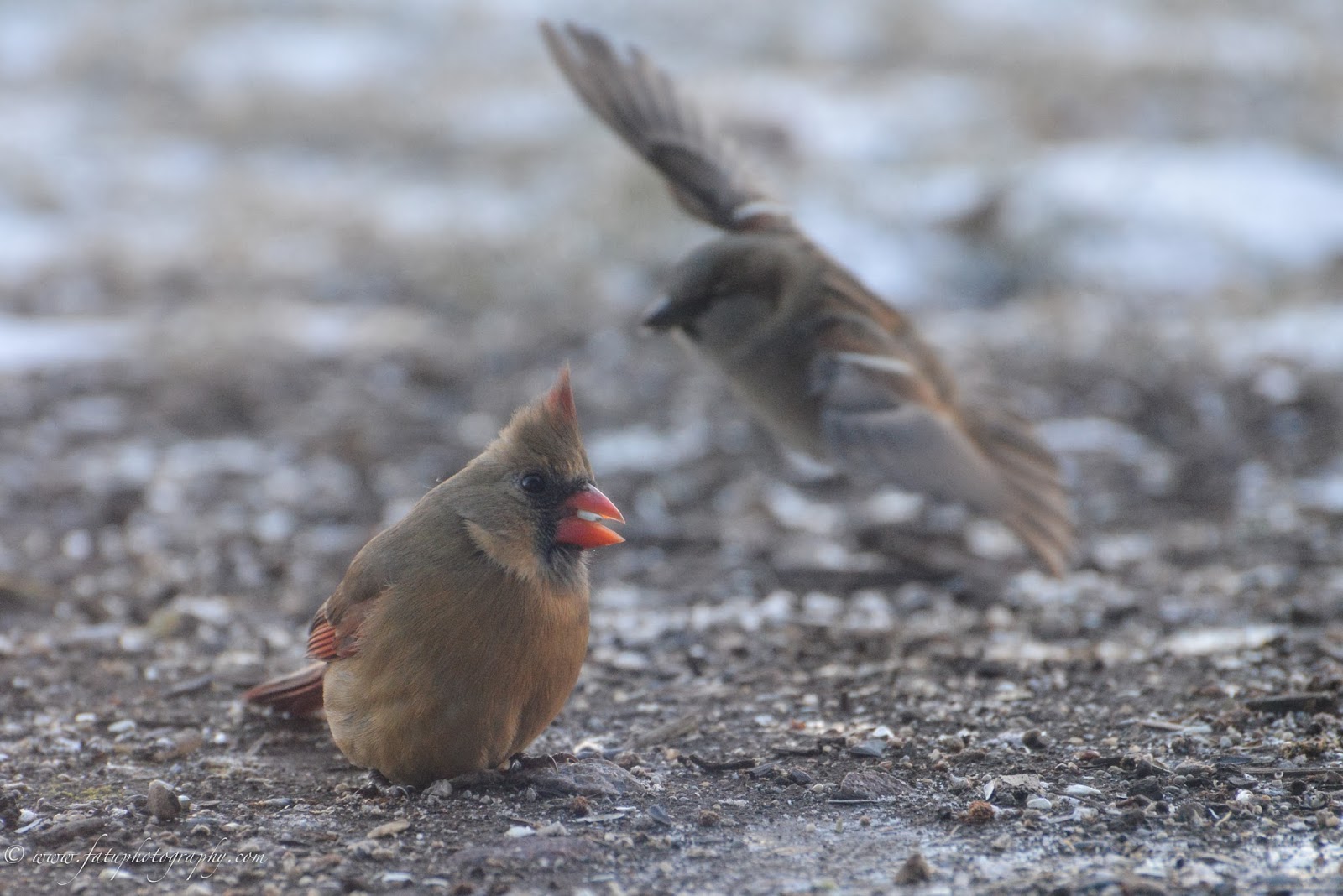 Fatu Photography Headshots & Lifestyle Birds of Kansas City
