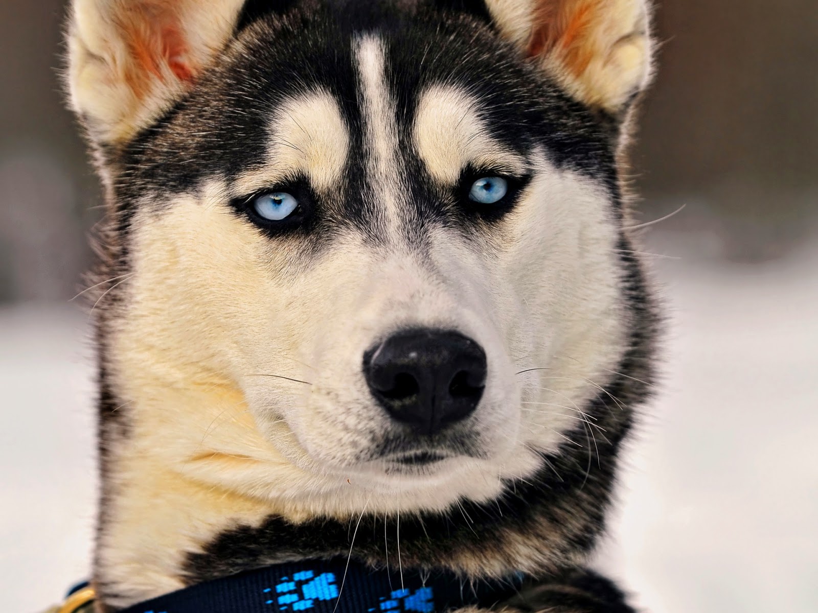 Hd Hintergrundbilder Hunde Husky Lustig Fotos Hd Hund
