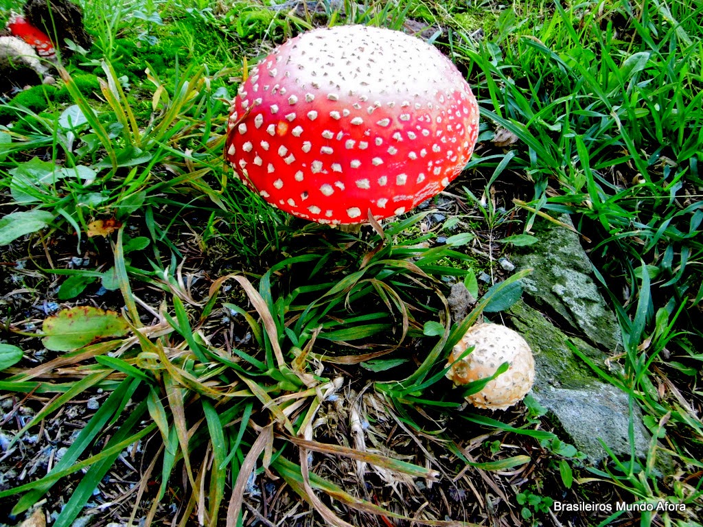 Os fascinantes cogumelos da Alemanha