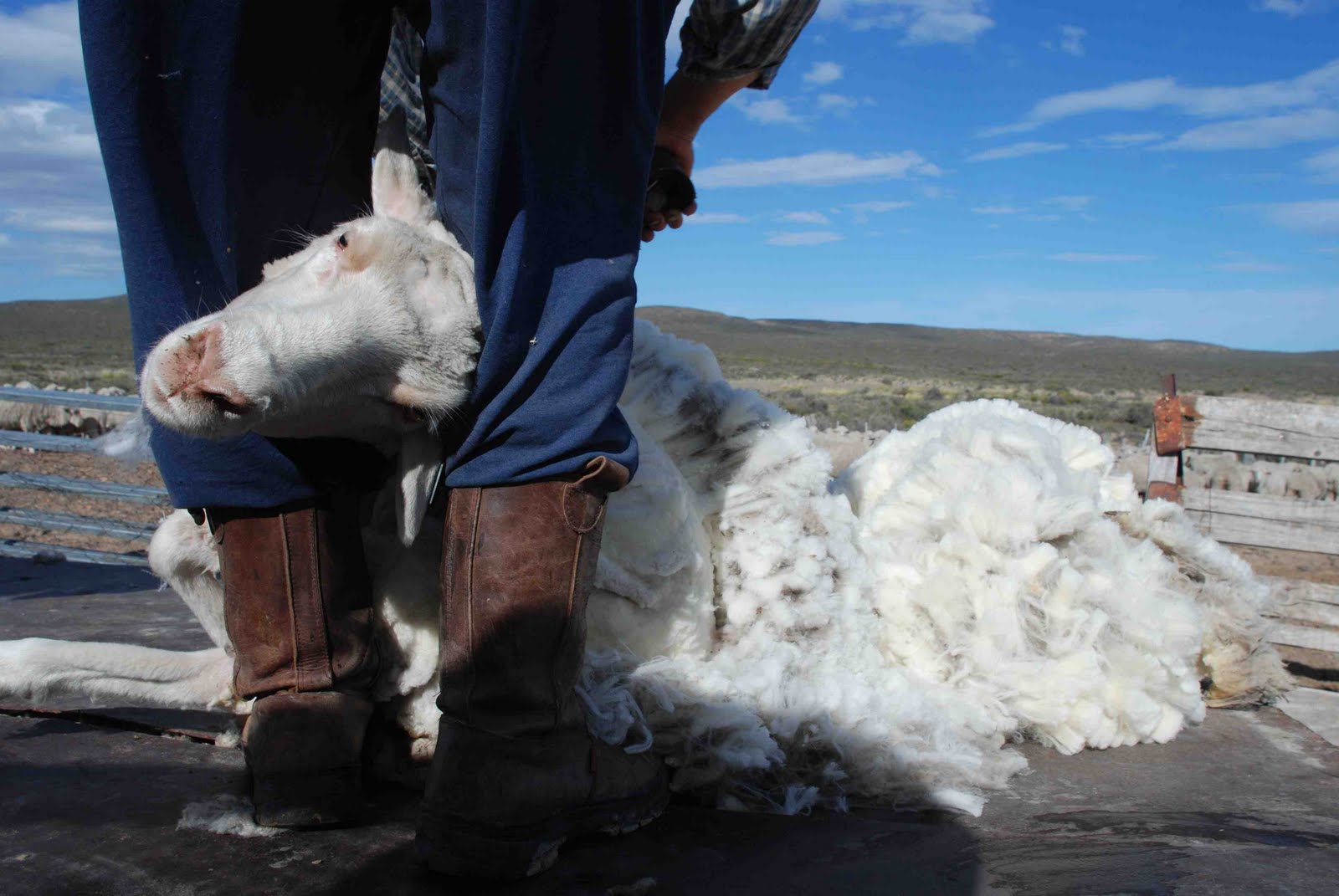 MAS QUE BALLENAS! 100% Naturaleza en Estancias de la Patagonia Atlantica