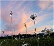 A Daisy Sunset