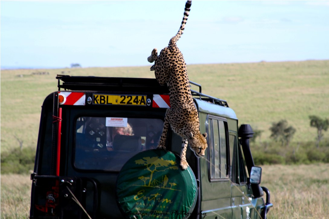 Vacaciones de Safari Africano - vacaciones en Tanzania y Kenia, África Vacaciones de Safari Africano - vacaciones en Tanzania y Kenia, África