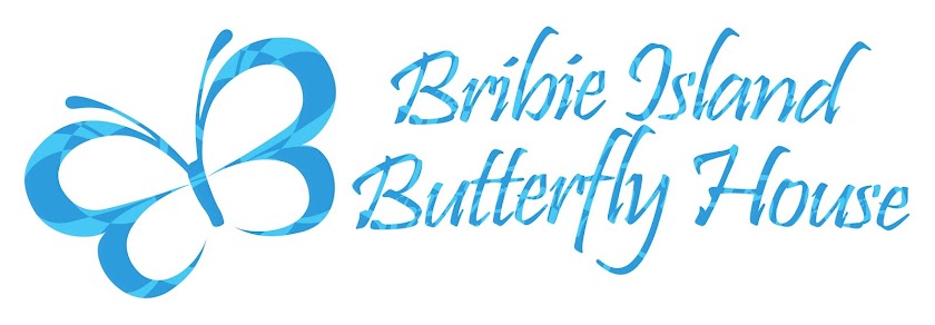 Bribie Island Butterfly House 