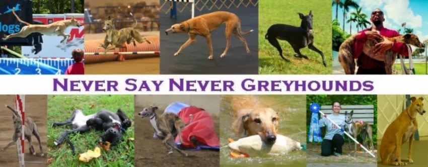 NEVER SAY NEVER GREYHOUNDS