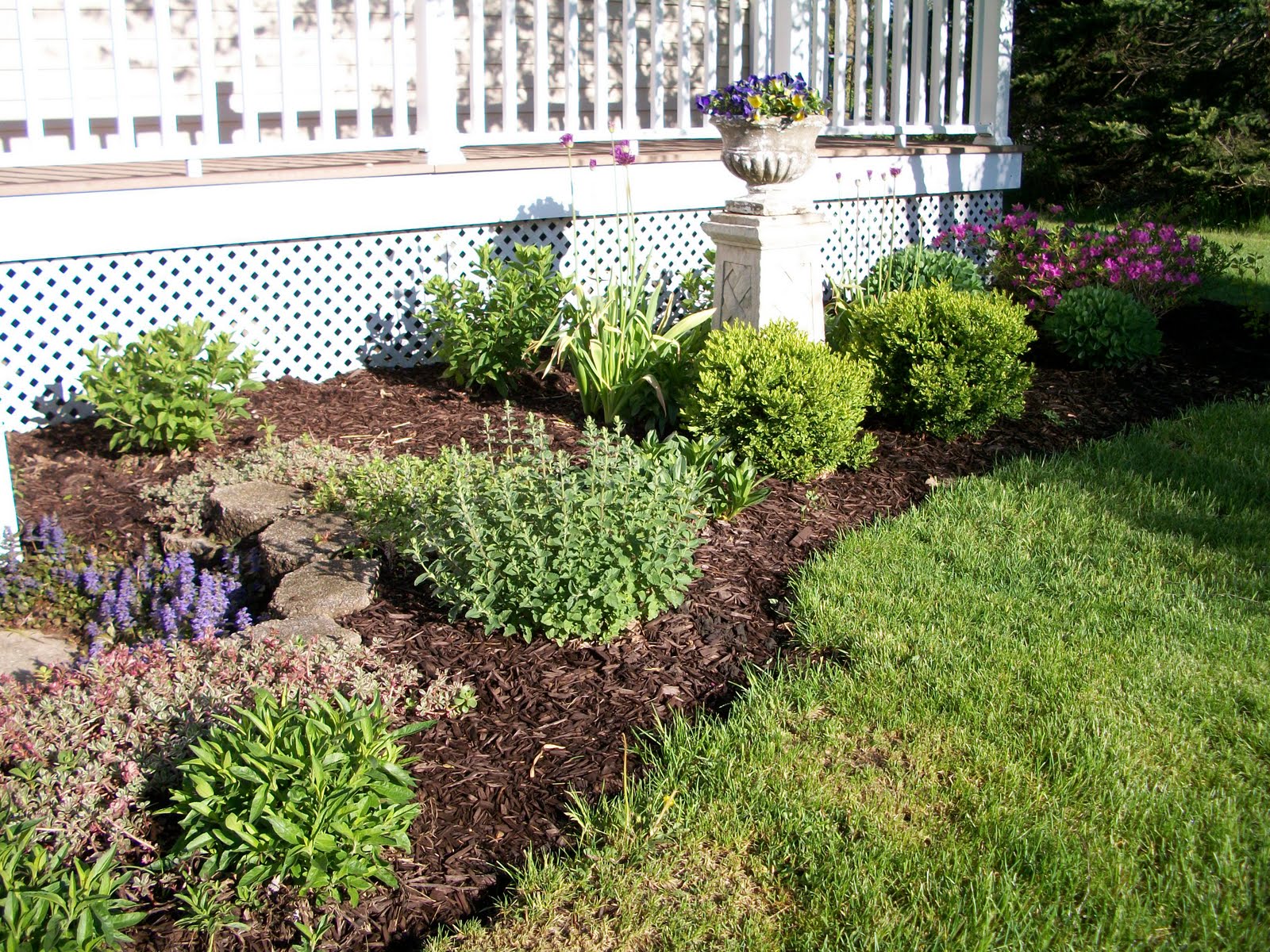 SixtyFifth Avenue Little Lime hydrangeas