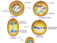 Telophase Diagram Telophase Diagram