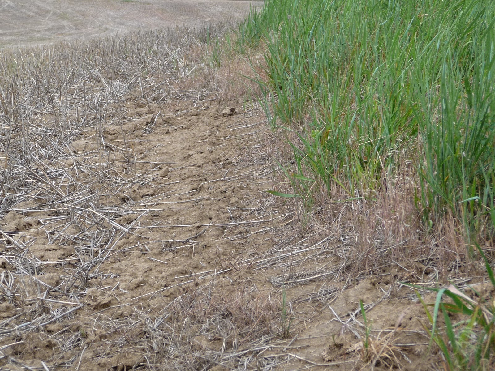 FARMING THE PALOUSE Contour Buffers