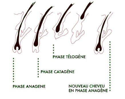 La coloration pour cheveux avec trois huiles