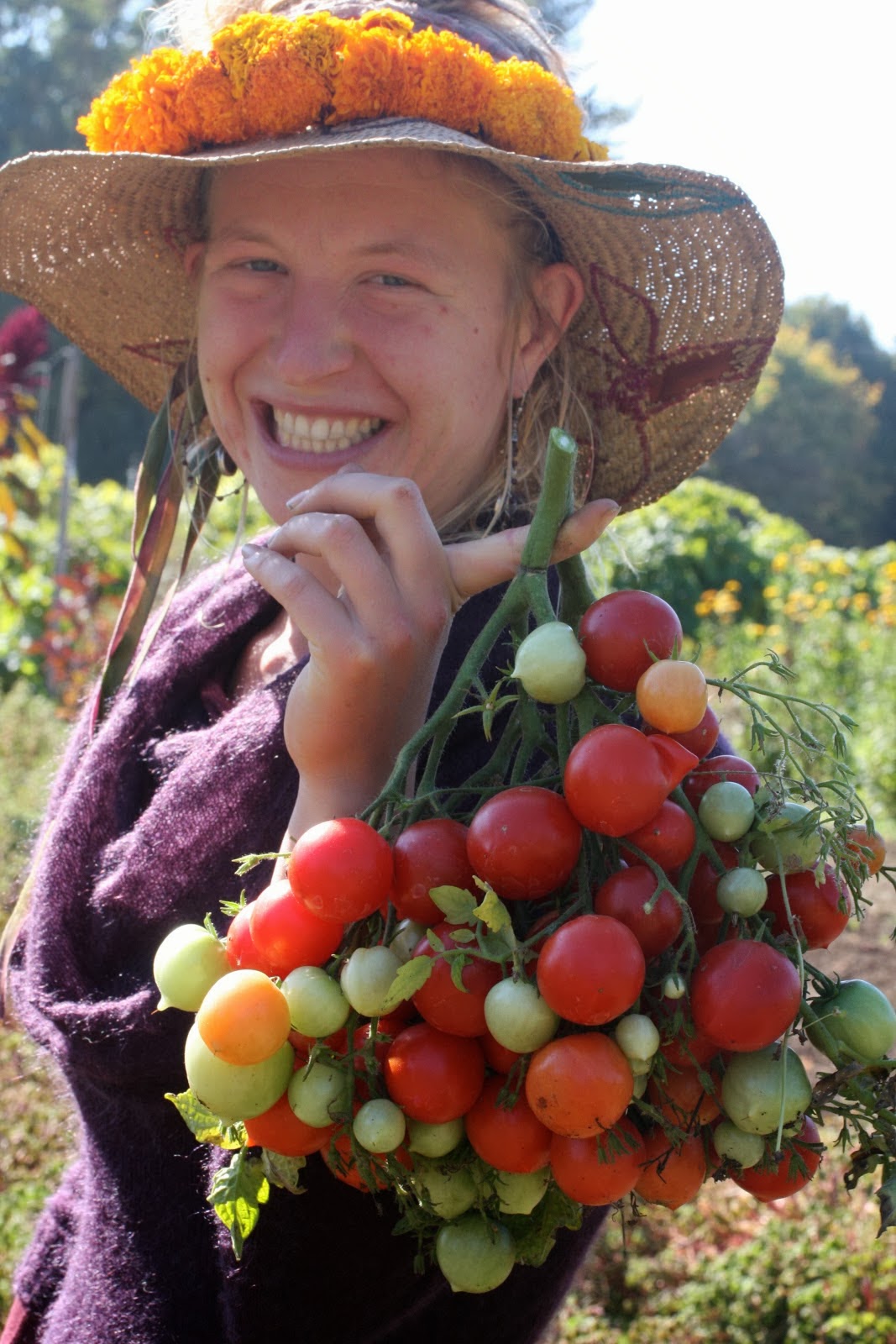 Geranium Kiss Tomato